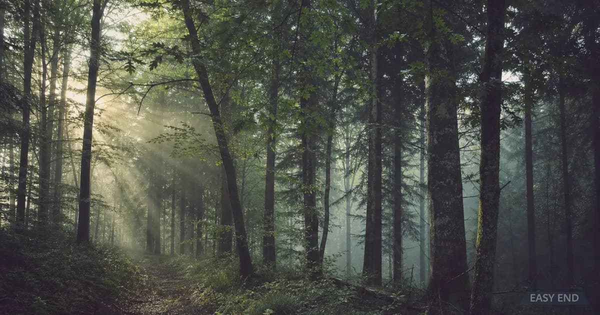 Forêt paisible avec lumière douce filtrant entre les arbres